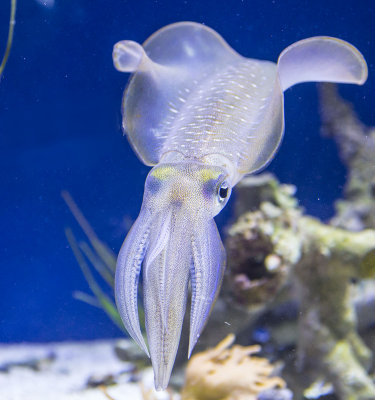 cephalopod_exhibit_at_monterey_bay_aquarium_