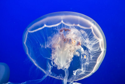 moon jellyfish Monterey Bay Aquarium _Z6A0319.jpg