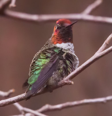 red headed hummingbird   _Z6A1369.jpg