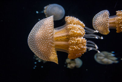 White spotted jellyfish Monterey Bay Aquarium  _Z6A0617.jpg