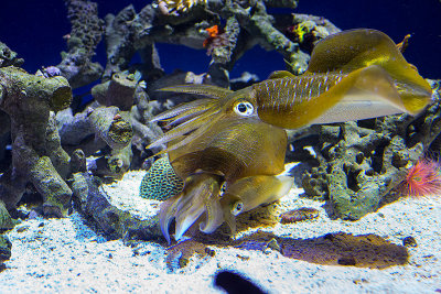 big fin squid Monterey Bay Aquarium  _Z6A0325.jpg