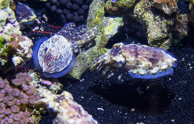 two stumpy cuttlefish Monterey Bay Aquarium  _Z6A0444.jpg
