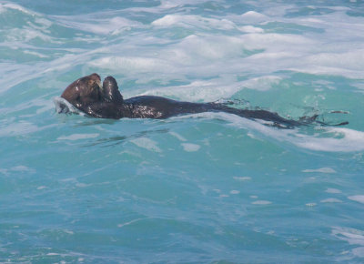 sea otter praying _MG_1834.jpg