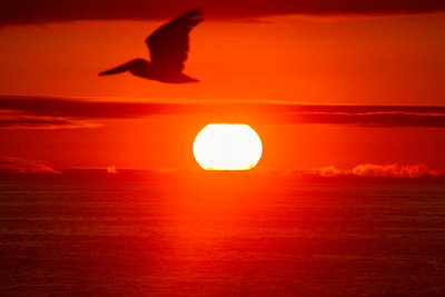 Pacific pelican sunset  _MG_2487.jpg