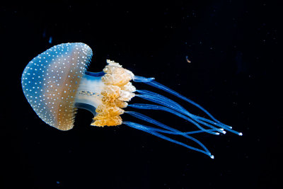 Jellyfish from Monterey Bay Aquarium  _Z6A4013.jpg