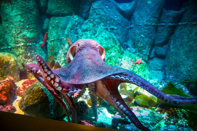 Staring down a giant octopus Monterey Bay Aquarium  _Z6A4172.jpg