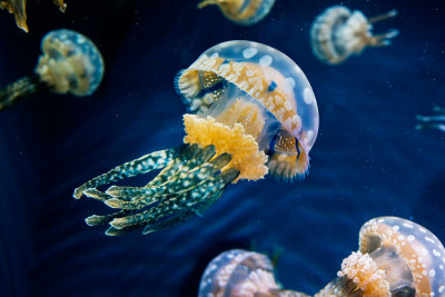 colorfull jellyfish Monterey Bay Aquarium _Z6A3871.jpg