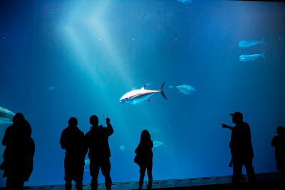 Its a Tuna Monterey Bay Aquarium  _Z6A3839.jpg