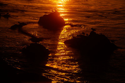 Golden sunset with birds _MG_4514.jpg