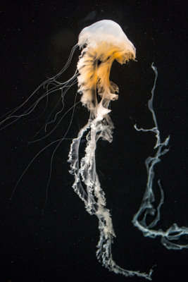 indonesian sea nettle Monterey Bay Aquarium _Z6A3908.jpg
