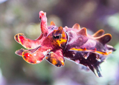 flamboyant cuttlefish  Monterey Bay Aquarium _Z6A4719.jpg