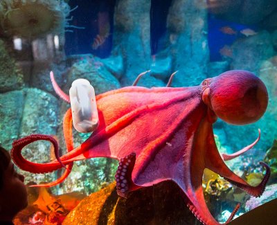 Octopus as umbrella Monterey Bay Aquarium  _Z6A4100.jpg