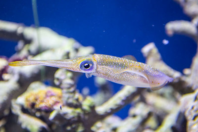 Big fin squid at Monterey Bay Aquarium  _Z6A4593.jpg