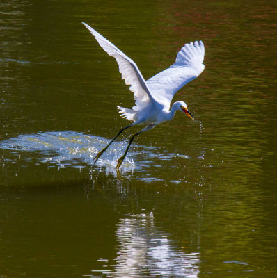 Snowy egret tip toeing on water  _MG_6499.jpg