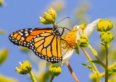 Monarch butterfly on flower _MG_1334.jpg