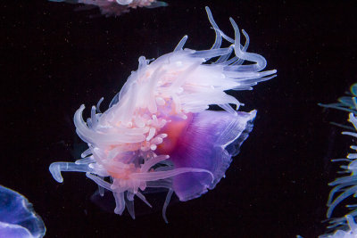 Monterey Bay Aquarium jellyfish _MG_1131.jpg