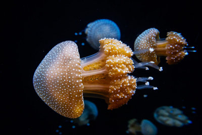 Jellyfish at Monterey Bay Aquarium  _Z6A0619.jpg