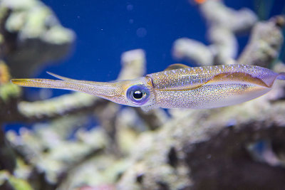 Monterey Bay Aquarium big fin reef squid _Z6A4611.jpg