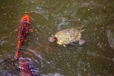 Turtle and fish at CalTech_Z6A4703.jpg