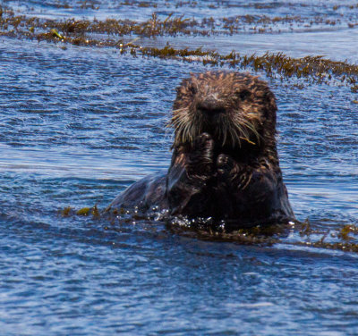Sea Otter _MG_6289.jpg