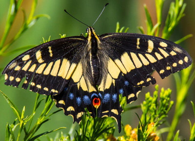 anise swallowtail butterfly _MG_8292.jpg
