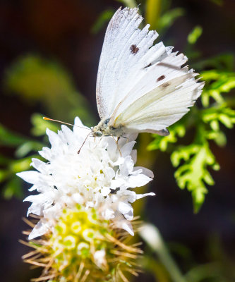  cabbage white butterfly on white flower _MG_8439.jpg