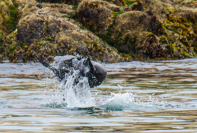Sea Lion leaping out of water upside down  _MG_7787.jpg