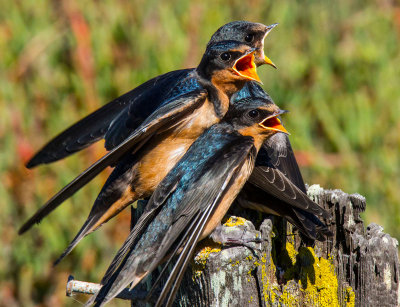 Three liberal barn swallows expecting to be fed after they leave the nest _MG_8983.jpg