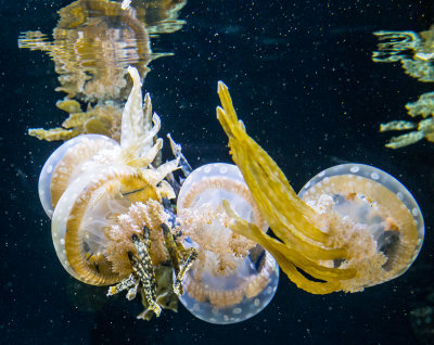 Jellyfish in space Monterey Bay Aquarium  _Z6A3876.jpg