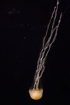 Jellyfish Monterey Bay Aquarium _Z6A3888.jpg