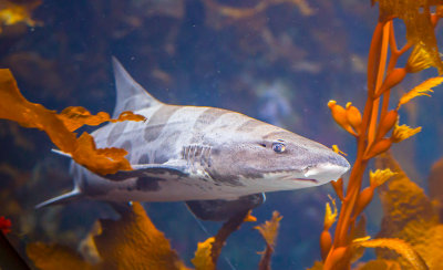 Shark Monterey Bay Aquarium _Z6A5256.jpg