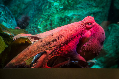 Octopus Monterey Bay Aquarium _Z6A4116.jpg