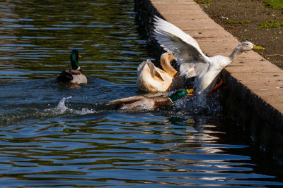  Duck chase _MG_9698.jpg