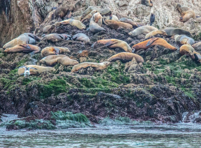sea lions on rocks _Z6A1098.jpg