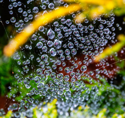 water drops on spiderweb _Z6A0136.jpg