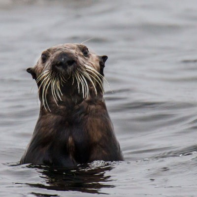 sea otter _MG_0138.jpg