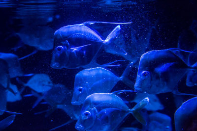 blue lookdown fish _Z6A0436.jpg