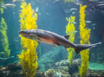 shark Monterey Bay Aquarium  _Z6A0639.jpg
