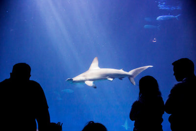 Aquarium shark _Z6A0190.jpg
