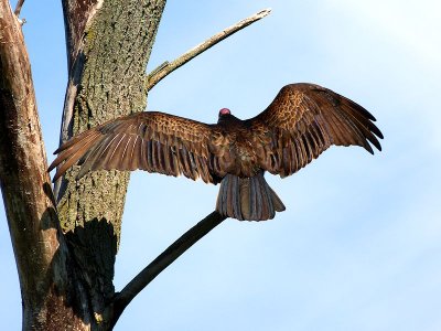 Turkey Vulture