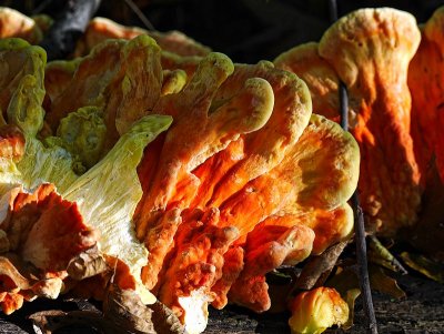 Colorful Fungus