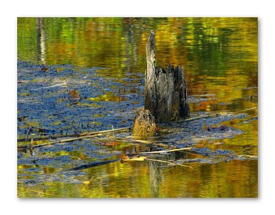 On Golden Ponds