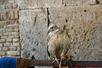 DSC_3313.jpg