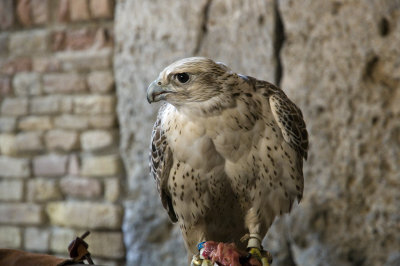 DSC_3314.jpg
