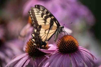 Swallowtail on Cone Flower