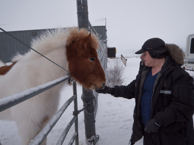Churchill - Icelandic horse