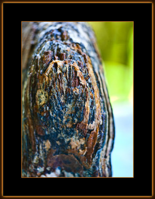 12=IMG_5140Mammoth-tooth-V4.jpg