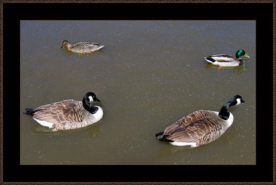 155=Canada-geese-and-Mallards-y.-2004.jpg