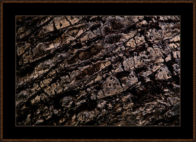 56-=-IMG_5693-=-Woody-abstract.jpg
