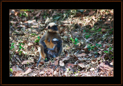 32-=-IMG_6420-=-Hanuman-Langur-Mother-and-Child-V1.jpg